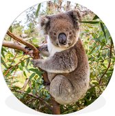 WallCircle - Wandcirkel ⌀ 90 - Koala - Bladeren - Takken - Kinderen - Jongens - Meiden - Ronde schilderijen woonkamer - Wandbord rond - Muurdecoratie cirkel - Kamer decoratie binnen - Wanddecoratie muurcirkel - Woonaccessoires