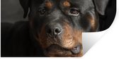 Muurstickers - Sticker Folie - Portret van Rottweiler hond in de studio - 40x20 cm - Plakfolie - Muurstickers Kinderkamer - Zelfklevend Behang - Zelfklevend behangpapier - Stickerfolie