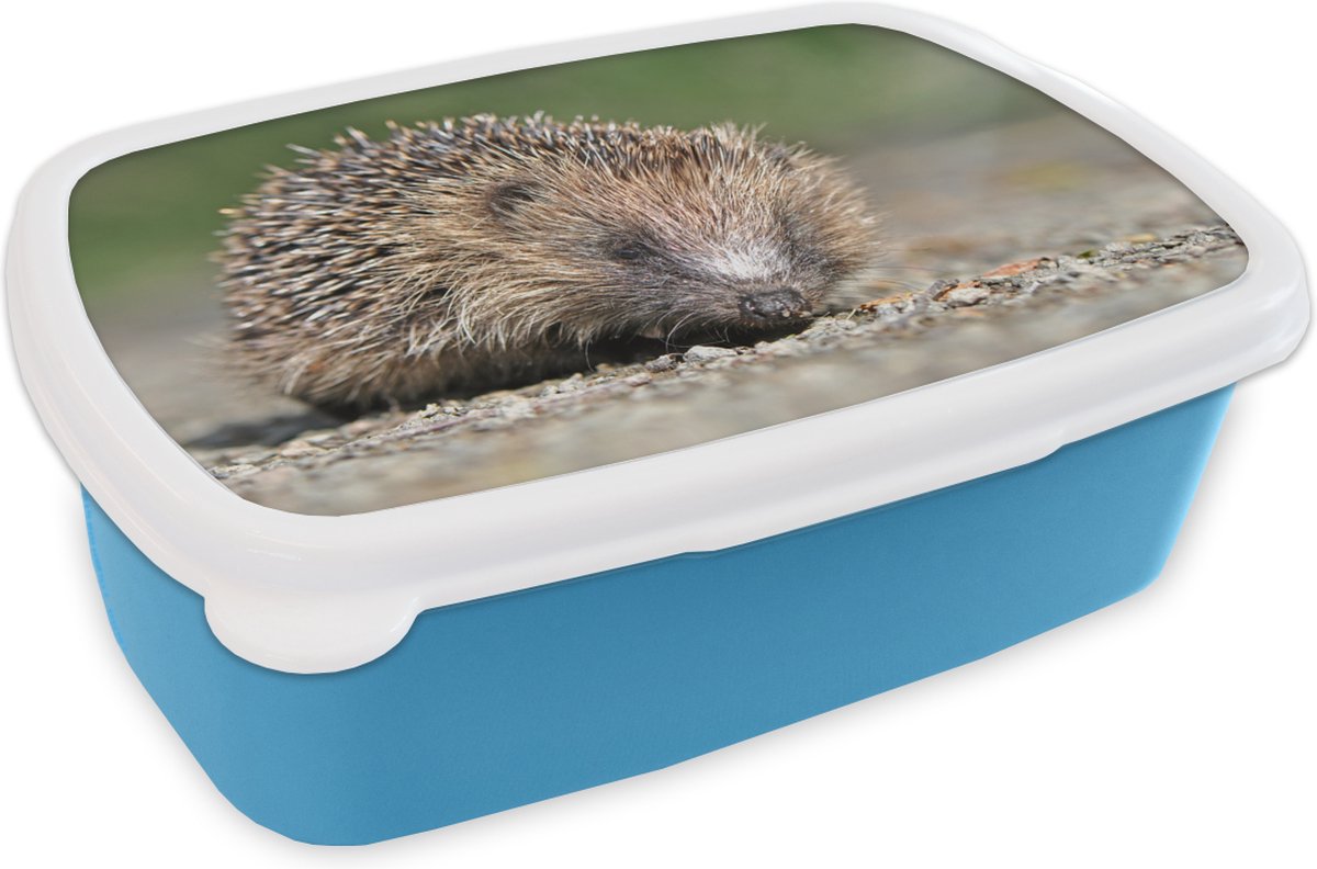Broodtrommel Blauw - Lunchbox - Brooddoos - Egel op grind - 18x12x6 cm - Kinderen - Jongen