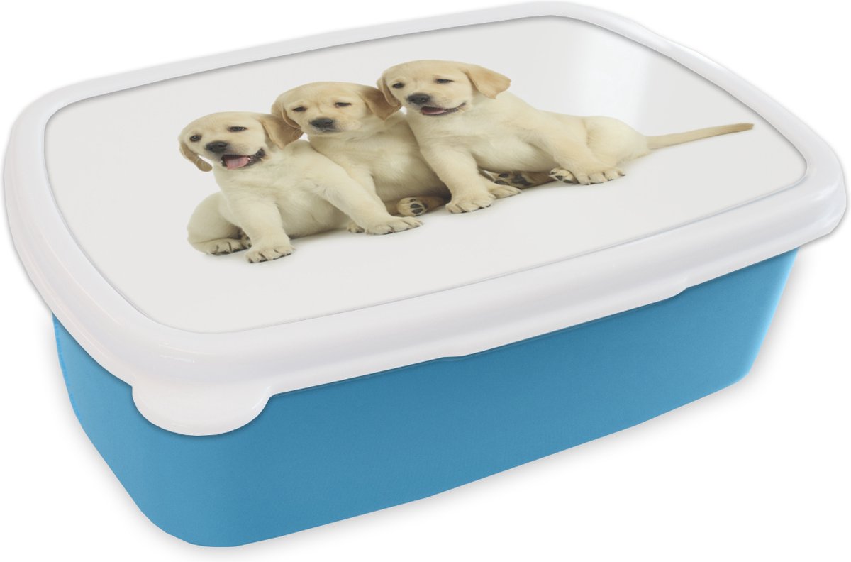 Broodtrommel Blauw - Lunchbox - Brooddoos - Drie labrador puppy's - 18x12x6 cm - Kinderen - Jongen
