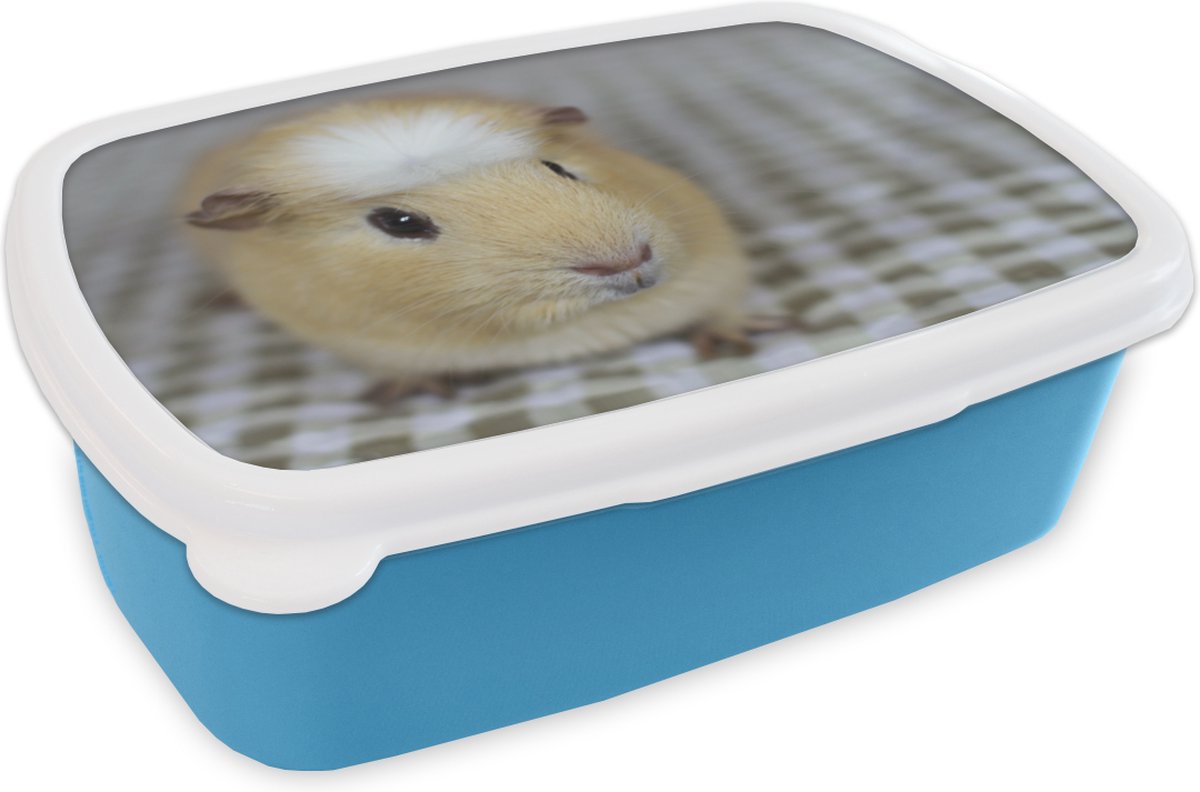 Broodtrommel Blauw - Lunchbox - Brooddoos - Kleine cavia - 18x12x6 cm - Kinderen - Jongen