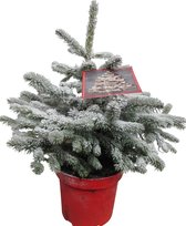 Kerstboom Picea sneeuw ↨ 75cm - hoge kwaliteit planten