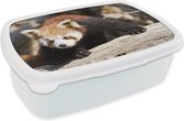 Broodtrommel Wit - Lunchbox - Brooddoos - Rode Panda - Boomstam - Dier - 18x12x6 cm - Volwassenen