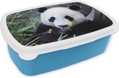 Broodtrommel Blauw - Lunchbox - Brooddoos - Panda - Dier - Bladeren - 18x12x6 cm - Kinderen - Jongen