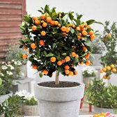 Plant in a Box - Citrus Calamondin - Citrusboom - Heerlijk geurende plant - Pot 19cm - Hoogte 55-65cm