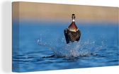 Canard sautant hors de l'eau 90x60 cm - Tirage photo sur toile (Décoration murale salon / chambre)