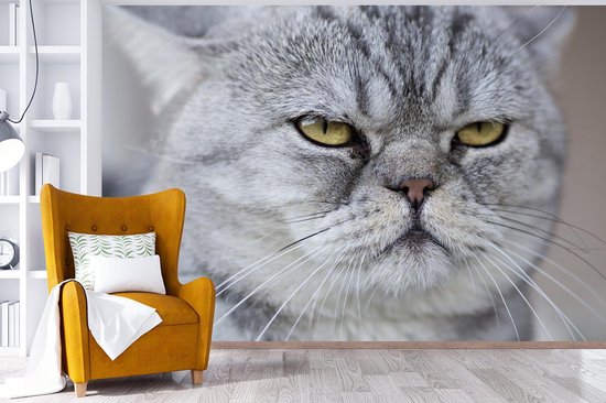 Papier Peint - Papier Papier peint photo Animaux - Chat - Grijs - Largeur 330 cm x Hauteur 220 cm