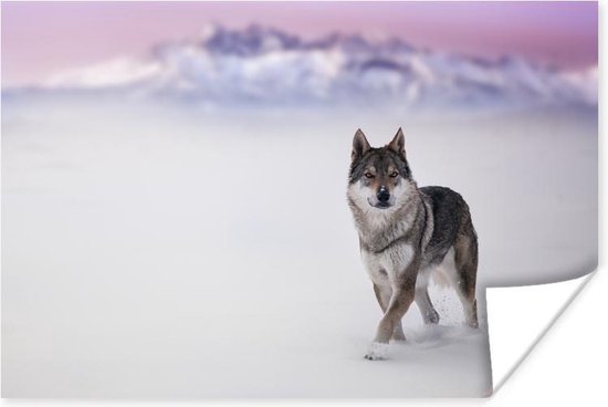 Poster Wolf - Sneeuw - Bergen - 60x40 cm