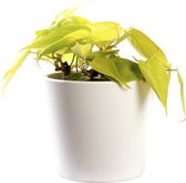 Plant in hydrocultuur systeem van Botanicly: Philodendron scandens Lemon met weinig onderhoud – in wit kleurig hydrocultuur sierpot – Hoogte: 5 cm