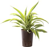 Plant in hydrocultuur systeem van Botanicly: Drakenboom met weinig onderhoud – Hoogte: 45 cm – Dracaena derem. Lemon Lime