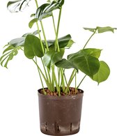 Plant in hydrocultuur systeem van Botanicly: Gatenplant met weinig onderhoud – Hoogte: 75 cm – Monstera Deliciosa