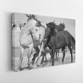 Canvas schilderij - Wild Horses in the West Desert of Utah  -     1552986125 - 115*75 Horizontal