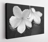 Canvas schilderij - Bouquet of blooming white Plumeria or Frangipani flowers fall to the ground  -     513984607 - 80*60 Horizontal