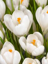 200x Crocus 'Jeanne d'arc grootbloemig'  bloembollen met bloeigarantie