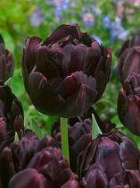 40x Tulpen 'Black hero'  bloembollen met bloeigarantie
