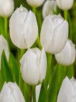 100x Tulpen 'White dream'  bloembollen met bloeigarantie