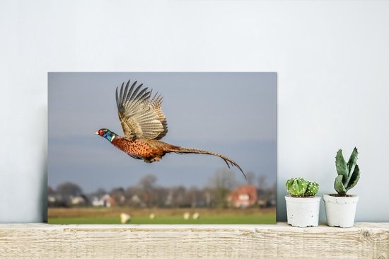 Faisan en vol avec les ailes déployées Aluminium 30x20 cm - petit - Tirage photo sur aluminium (décoration murale métal)