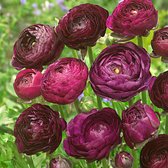 20x Dubbelbloemige Ranonkel - Ranunculus 'Purple Sensation' - 20 bollen - Paars