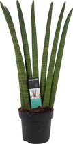 Hellogreen Kamerplant - Vrouwentong - Sanseveria Cylindrica - 35 cm