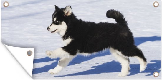 Tuinposter Husky puppy rent over de sneeuw - Tuindoek