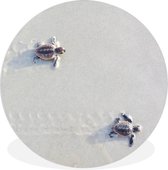 WallCircle - Wandcirkel ⌀ 60 - Twee kleine schildpadden - Ronde schilderijen woonkamer - Wandbord rond - Muurdecoratie cirkel - Kamer decoratie binnen - Wanddecoratie muurcirkel - Woonaccessoires