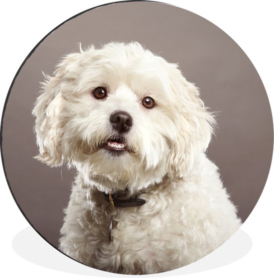WallCircle - Wandcirkel - Muurcirkel - Maltezer honden portret - Aluminium - Dibond - ⌀ 140 cm - Binnen en Buiten