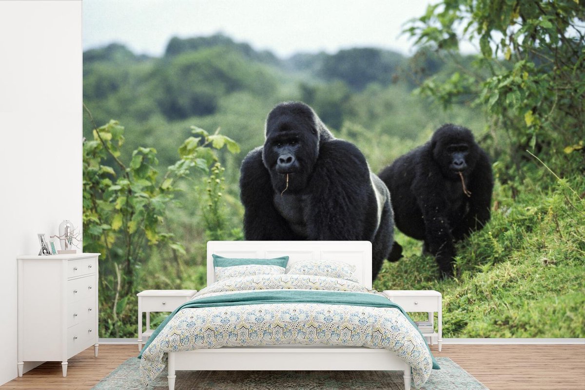 Behang - Fotobehang Twee zwart gekleurde Gorilla's in een groene omgeving - Breedte 420 cm x hoogte 280 cm