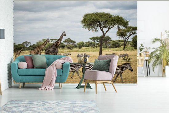 Girafes et zèbres ensemble sur les savanes du Parc National du Serengeti papier peint photo vinyle largeur 420 cm x hauteur 280 cm - Tirage photo sur papier peint (disponible en 7 tailles)