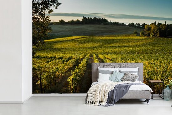 Papier peint photo en vinyle - Un vignoble près de la Sienne toscane largeur 450 cm x hauteur 300 cm - Tirage photo sur papier peint (disponible en 7 tailles)