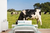 Vaches frisonnes broutant dans le champ vert papier peint photo vinyle largeur 330 cm x hauteur 220 cm - Tirage photo sur papier peint (disponible en 7 tailles)