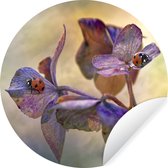 WallCircle - Muurstickers - Behangcirkel - Twee lieveheersbeestjes op bloemen - 50x50 cm - Muurcirkel - Zelfklevend - Ronde Behangsticker