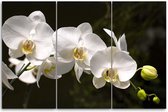 Trend24 - Canvas Schilderij - Witte Orchidee - Drieluik - Bloemen - 60x40x2 cm - Meerkleurig