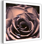 Trend24 - Canvas Schilderij - Waterdruppels Op Een Roos - Schilderijen - Bloemen - 50x50x2 cm - Roze