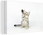 Canvas Schilderij Kitten - Poot - Wit - Meisjes - Kinderen - Jongens - Kind - 60x40 cm - Wanddecoratie