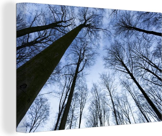 Forêt de hêtres dans le ciel bleu d'hiver Toile 30x20 cm - petit - Tirage photo sur toile (Décoration murale salon / chambre) / Décoration murale Peintures sur toile