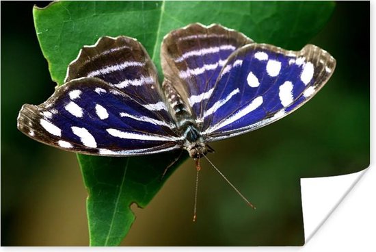 Poster Blauwe Golf vlinder - 90x60 cm