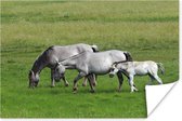 Poster Paarden - Dieren - Gras - 30x20 cm