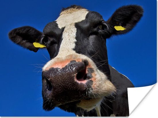 Close up van het hoofd van een Friese koe Poster 160x120 cm - Foto print op  Poster... | bol.com