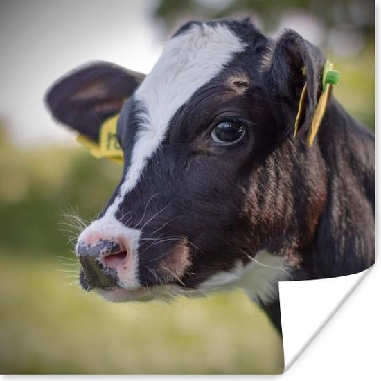 Close-up portret van een kalfje van een Friese koe Poster 30x30 cm - Foto print op Poster (wanddecoratie woonkamer / slaapkamer) / Boerderijdieren Poster