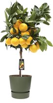 Fruitgewas van Botanicly – Citrus Satsuma in groente ELHO plastic pot als set – Hoogte: 85 cm
