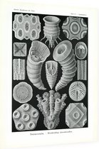 Cyathophyllum - Tetracoralla (Kunstformen der Natur), Ernst Haeckel - Foto op Dibond - 60 x 80 cm