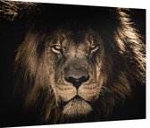 Leeuw op zwarte achtergrond - Foto op Dibond - 40 x 30 cm