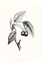 Zoete Kers zwart-wit (Gean) - Foto op Dibond - 60 x 80 cm
