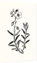 Zonneroosje zwart-wit (Rock Rose) - Foto op Dibond - 40 x 60 cm