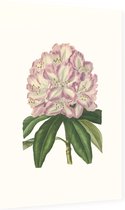 Rododendron Aquarel (Rhododendron) - Foto op Dibond - 40 x 60 cm