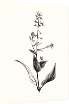 Groot Heksenkruid zwart-wit (Enchanters Nightshade) - Foto op Dibond - 30 x 40 cm