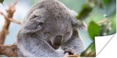 Poster Koala - Takken - Bladeren - Kinderen - Jongens - Meisjes - 160x80 cm