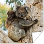 Poster Koala's - Kind - Boom - Kinderen - Jongens - Meiden - 100x100 cm XXL