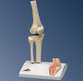 Mini Kniegewricht op statief - skeletmodel - modellichaam - lichaamskelet - geraamte - beenderen -