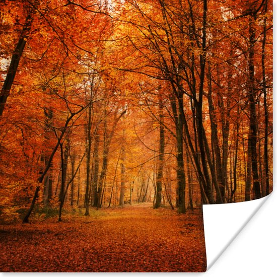 Poster Herfst - Rood - Bos - 30x30 cm